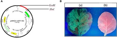A preliminary study of the immunogenic response of plant-derived multi-epitopic peptide vaccine candidate of Mycoplasma gallisepticum in chickens